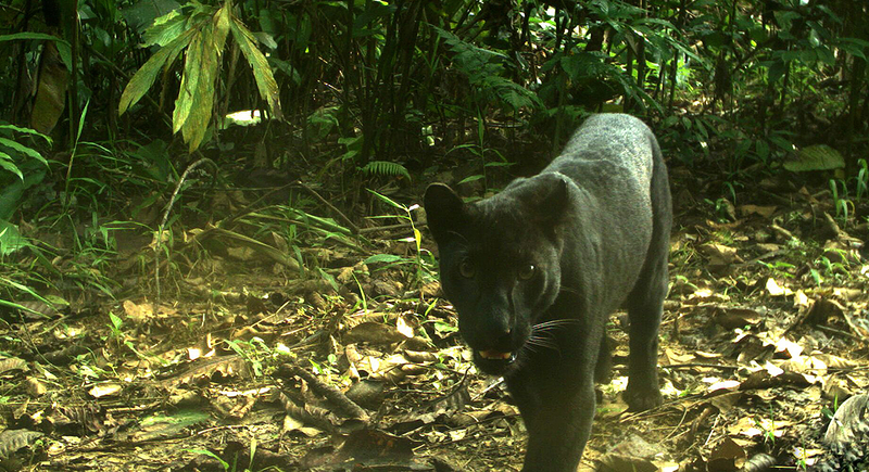 Illustration for article titled Científicos logran fotografiar las manchas en la piel del leopardo negro